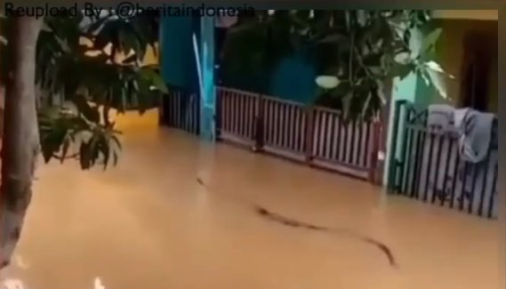 python terlihat saat banjir