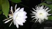 bunga wijaya kusuma